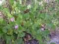 Erodium malacoides